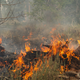 Trees smolder and burn in Division Echo Echo of the Bootleg Fire on July 25, 2021 in the Fremont-Winema National Forest of Oregon. - the "Bootleg Fire" in Oregon, which started on July 6, 2021 near Beatty, Oregon, has burned in the space of two weeks the equivalent of the city of Los Angeles in vegetation and forests.